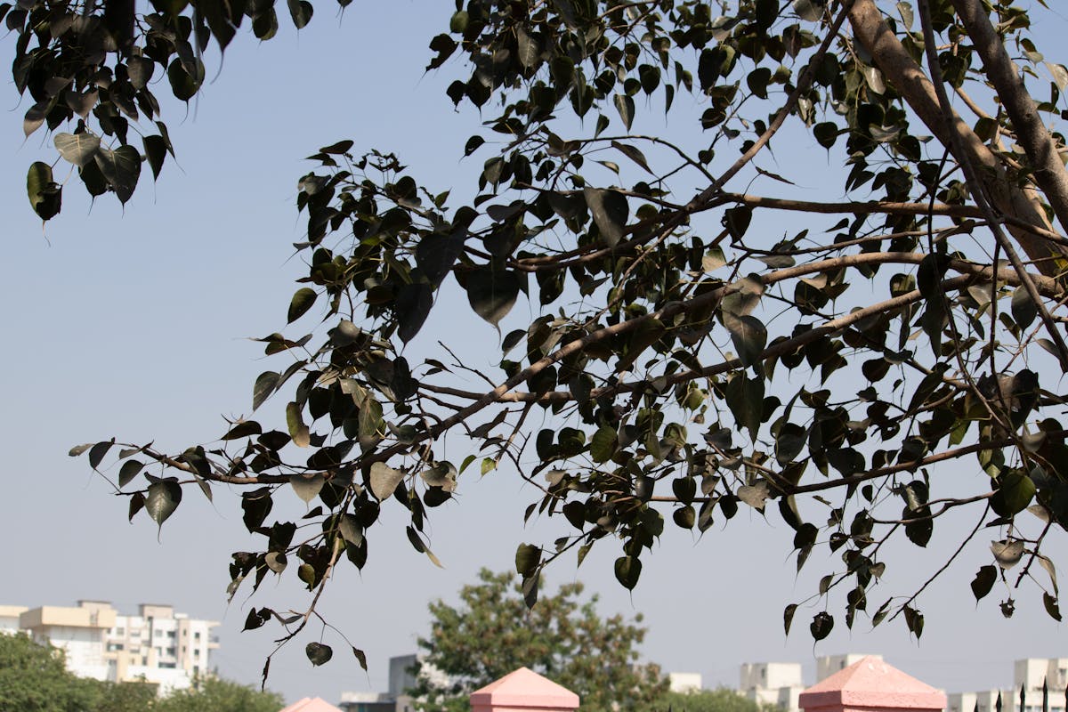 Anfield — stadion Liverpool FC